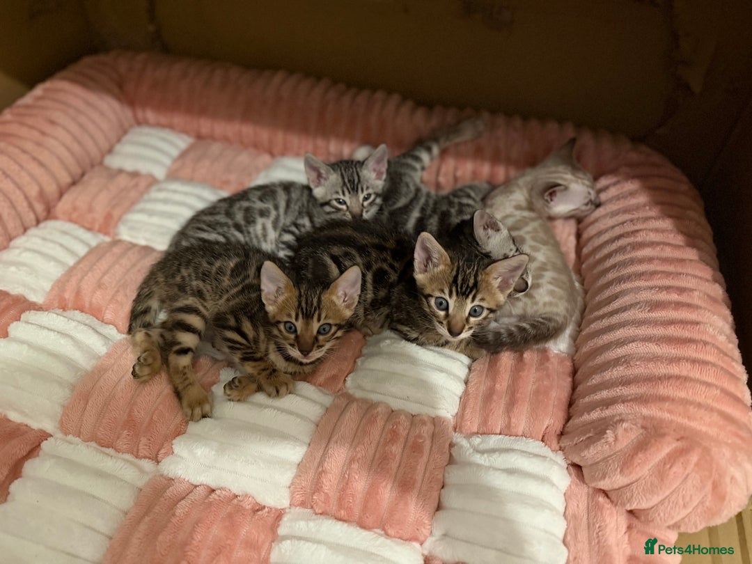 Bengal cats for sale: 🩶 BENGAL 🔥 KITTENS 🤍 TICA REGISTERED  - Advert 6