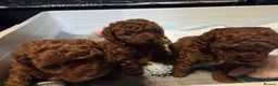 Cavapoo dogs for sale: 4x Asian Toy Poodle X Cavapoo Puppies  - Advert 13