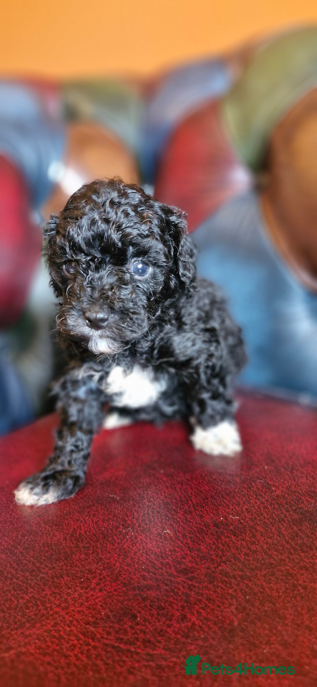 Cavapoo dogs for sale: Gorgeous f1bb Multicolour Cavapoo pups - Image 16