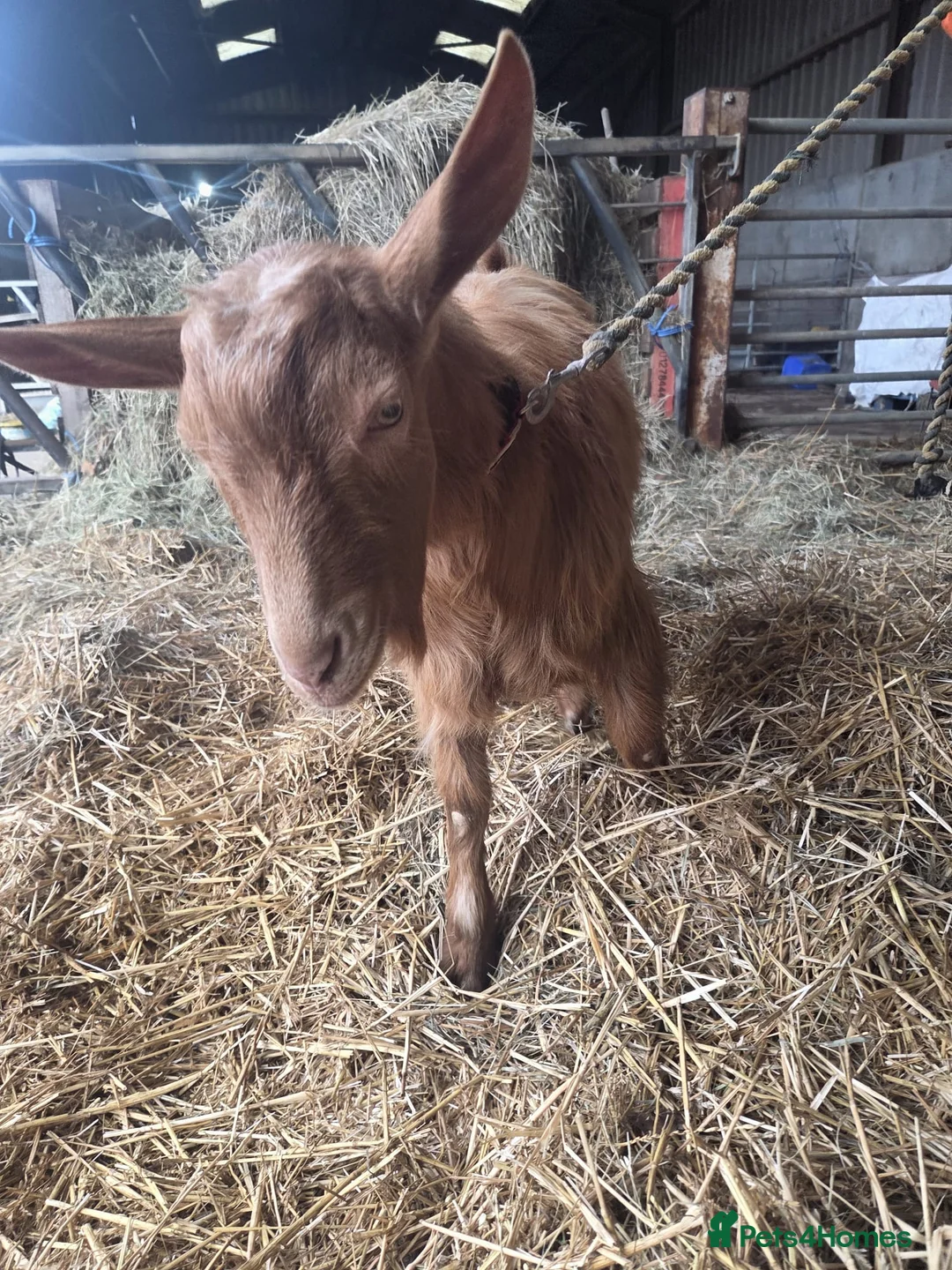 Goats livestock for sale: Royal Golden Guernsey  - Advert 13