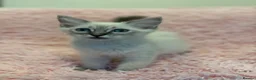 Ragdoll cats for sale: 2 Lynx ragdoll kittens ready to go NOW - Advert 16