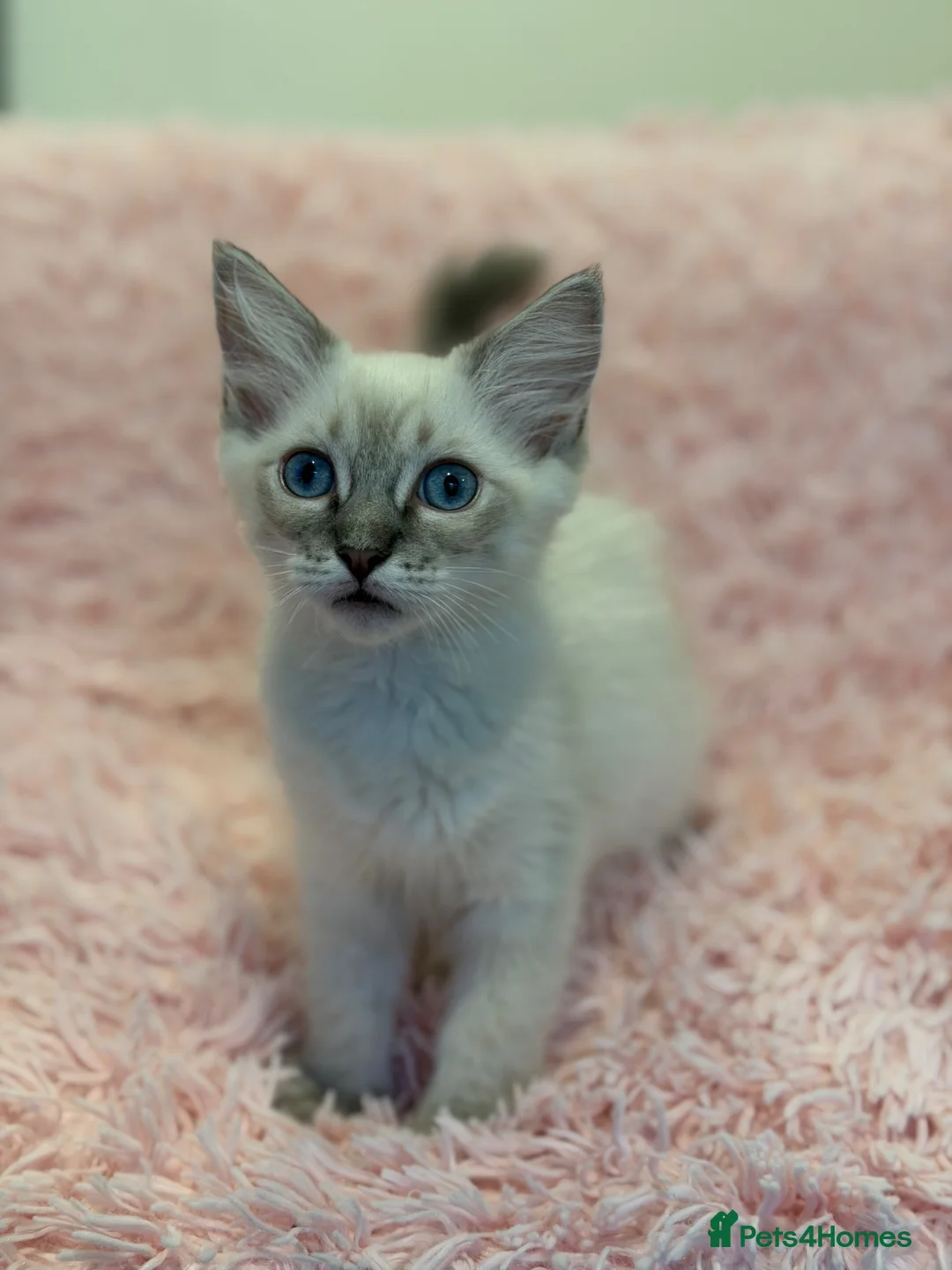 Ragdoll cats for sale: 2 Lynx ragdoll kittens ready to go NOW - Advert 16
