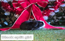 Mini Lop rabbits for sale: Pure mini lop babies  - Advert 12