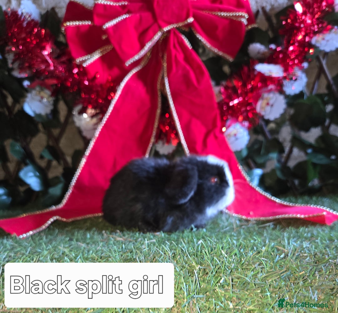 Mini Lop rabbits for sale: Pure mini lop babies  - Advert 12