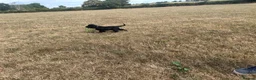 Cocker Spaniel dogs for sale: 4 month old show type cocker spaniel  - Advert 6