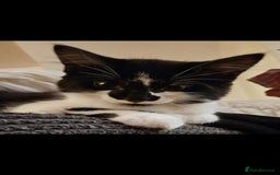 Mixed Breed cats for sale: Beautiful kittens  - Image 4