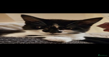 Mixed Breed cats - Advert 6