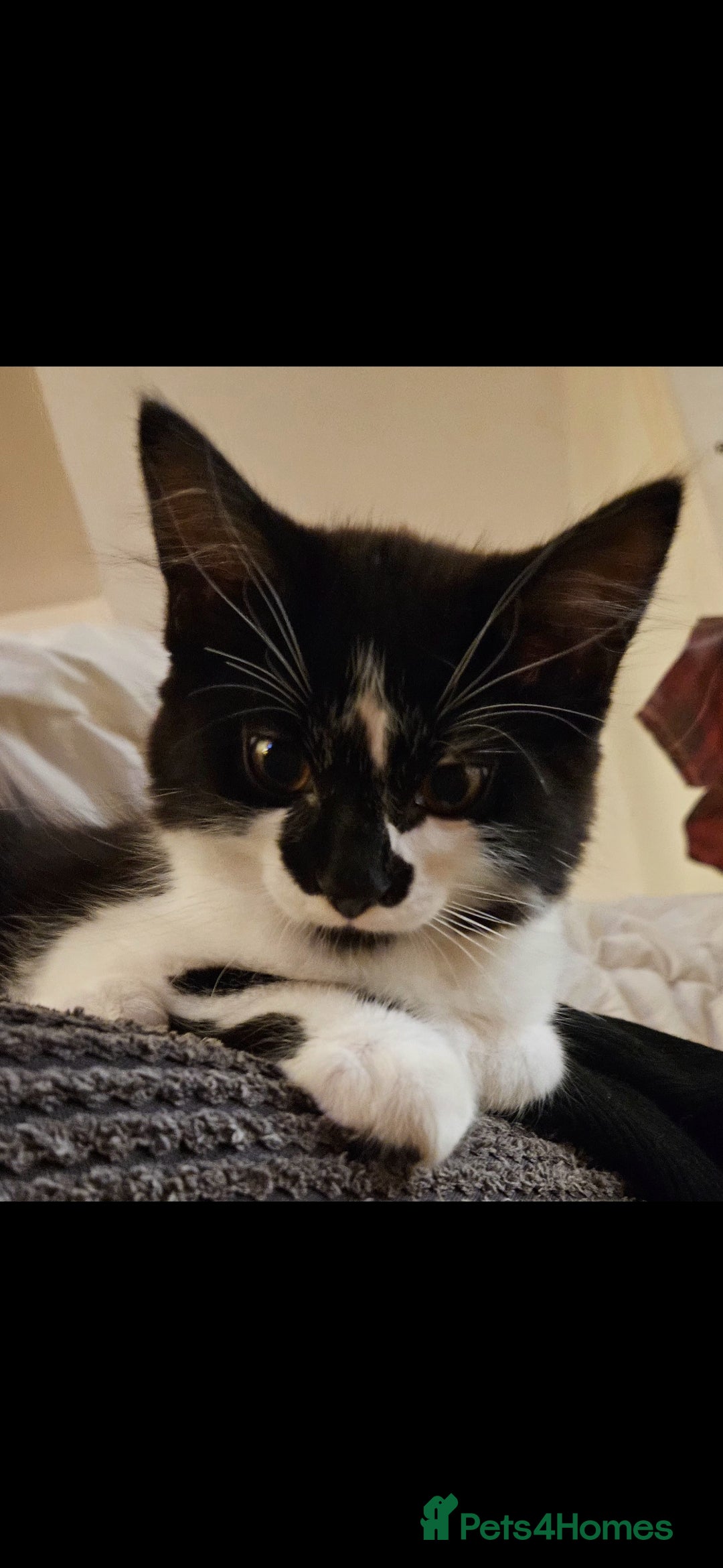 Mixed Breed cats for sale: Beautiful kittens  - Image 4