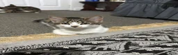 Mixed Breed cats for sale: 1 female left, ready for collection  - Advert 3