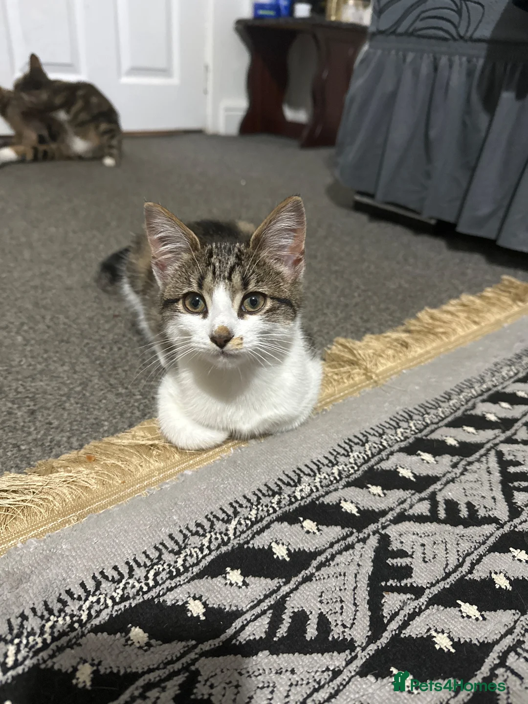 Mixed Breed cats for sale: 1 female left, ready for collection  - Advert 3