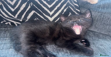 Mixed Breed cats - Advert 6