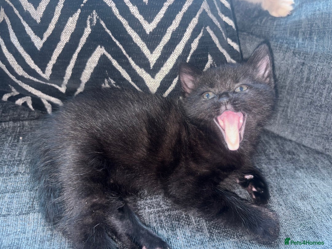 Mixed Breed cats for sale: Kittens for sale  - Image 2