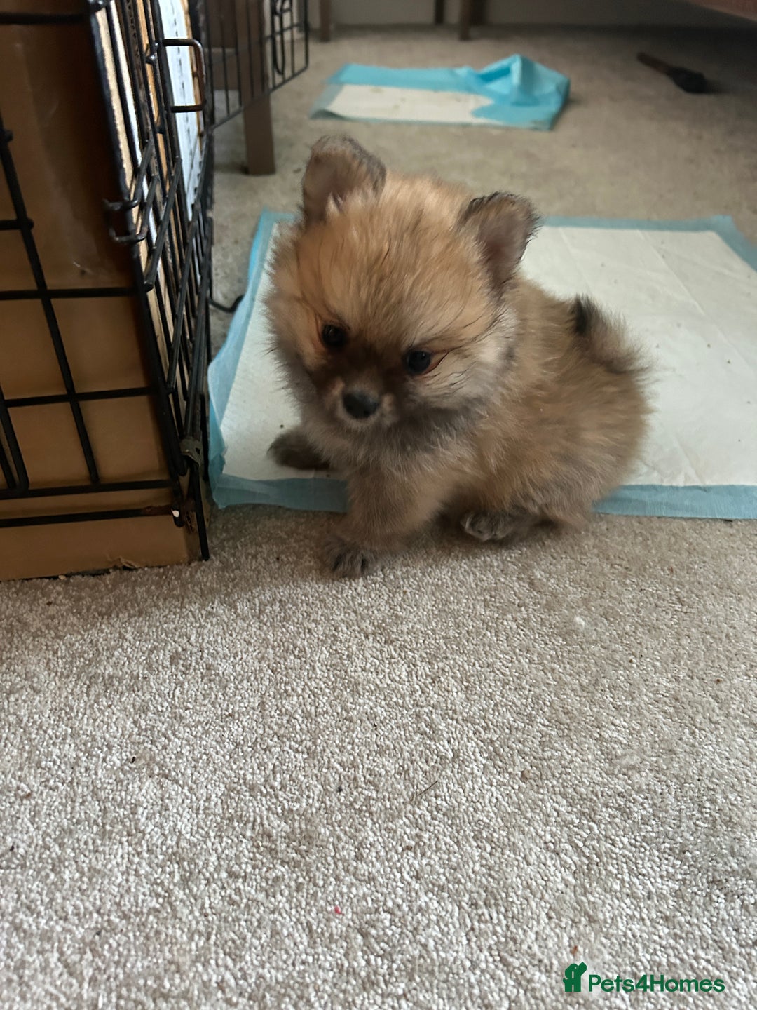 Pomeranian dogs for sale: Ready now***tiny teddy faced Pomeranian baby’s.  - Advert 9