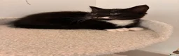 Mixed Breed cats for sale: Lovely playful kittens  - Advert 23