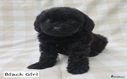 Cavapoo dogs for sale: SWEETEST CAVAPOO PUPPIES  - Image 7