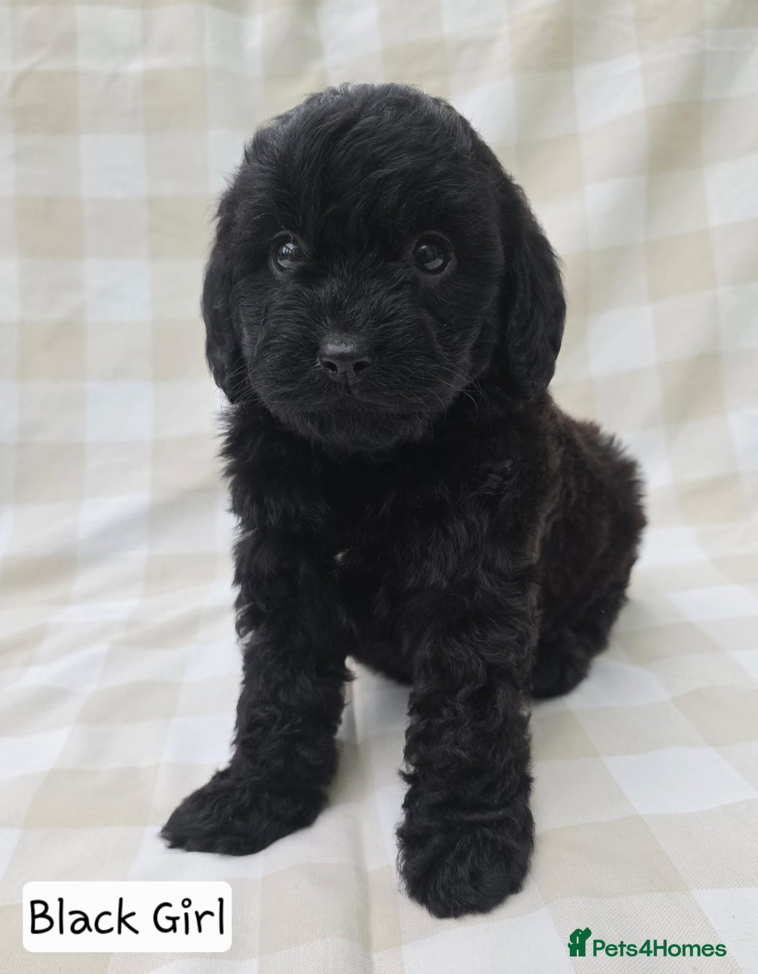 Cavapoo dogs for sale: SWEETEST CAVAPOO PUPPIES  - Image 7