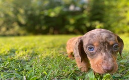 Miniature Dachshund dogs for sale: 3 x KC Chocolate Dapple girls - Image 8