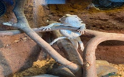 Bearded Dragon reptiles for sale: 1 year old female bearded dragon - Image 2