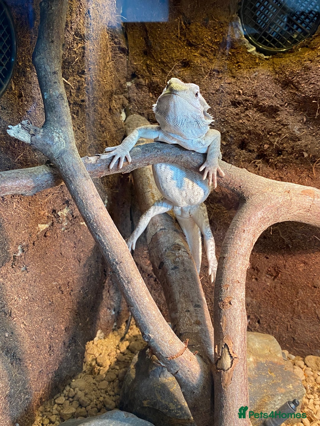 Bearded Dragon reptiles for sale: 1 year old female bearded dragon - Image 2