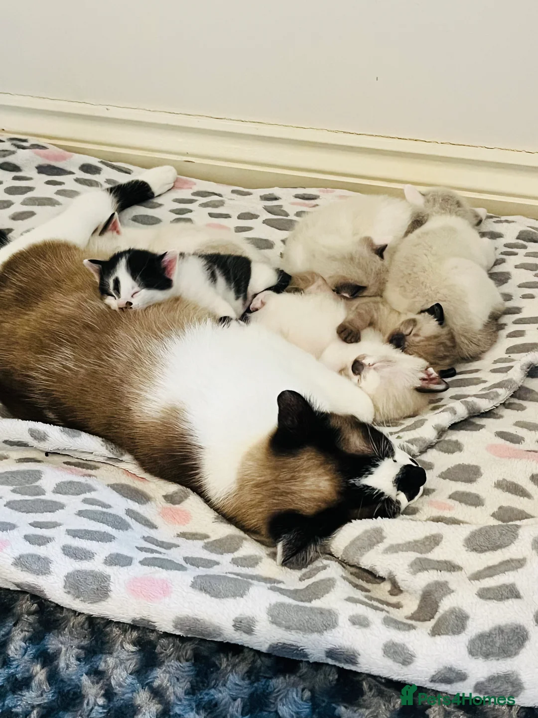 Mixed Breed cats for sale: Gorgeous Snowshoe Siamese Kittens  - Advert 23