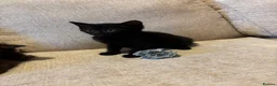 Munchkin cats for sale: RARE BLUE SHORTHAIRED SPOTTED MUNCHKIN BOY  - Advert 7