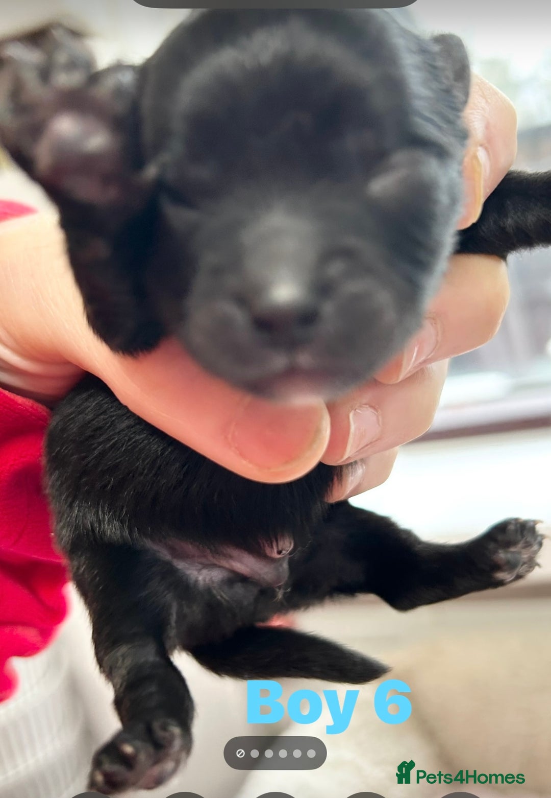 Pomeranian dogs for sale: Purebred fluffy Pomeranian puppies mum Russian! - Advert 20