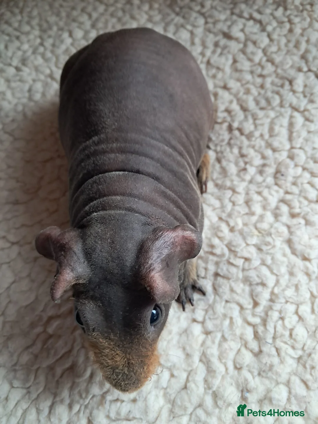 Guinea Pig rodents for sale: BEAUTIFUL SKINNY PIGS - Advert 8