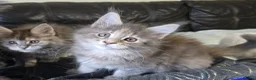 Maine Coon cats for sale: Stunning TICA registered girls - Advert 13