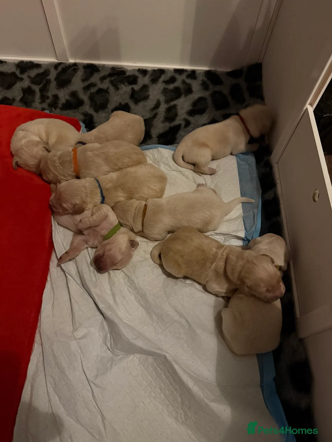 Golden Retriever dogs for sale: ELITE 5 GENERATION KC REG GOLDEN RETRIEVER PUPPIES - Advert 4