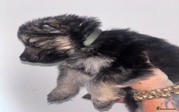 German Shepherd dogs for sale: Beautiful German Shepard puppies - Image 14