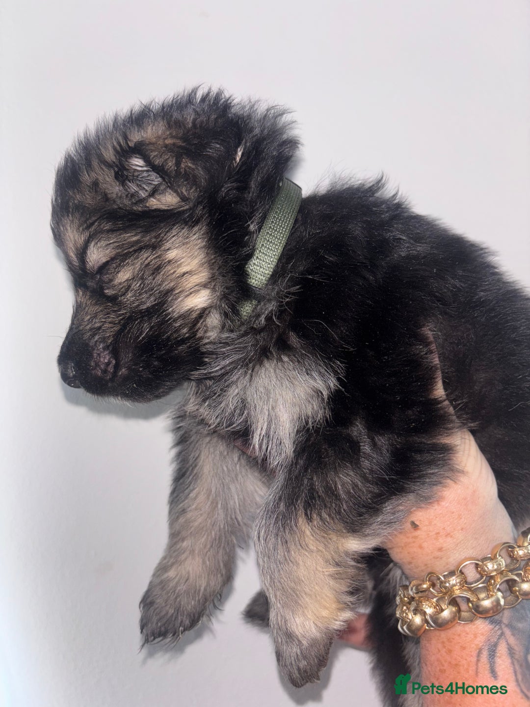 German Shepherd dogs for sale: Beautiful German Shepard puppies - Image 14