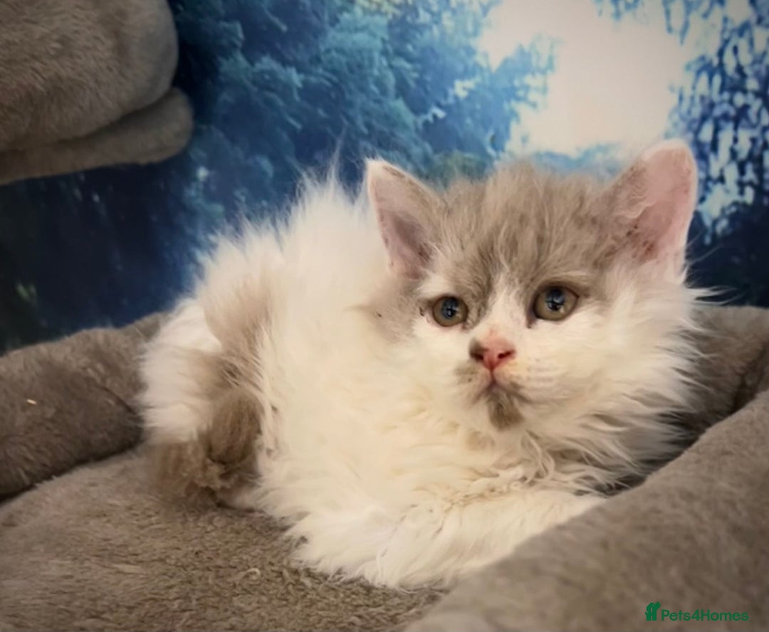 Selkirk Rex cats for sale: Gorgeous Selkirk Rex kittens - Image 35