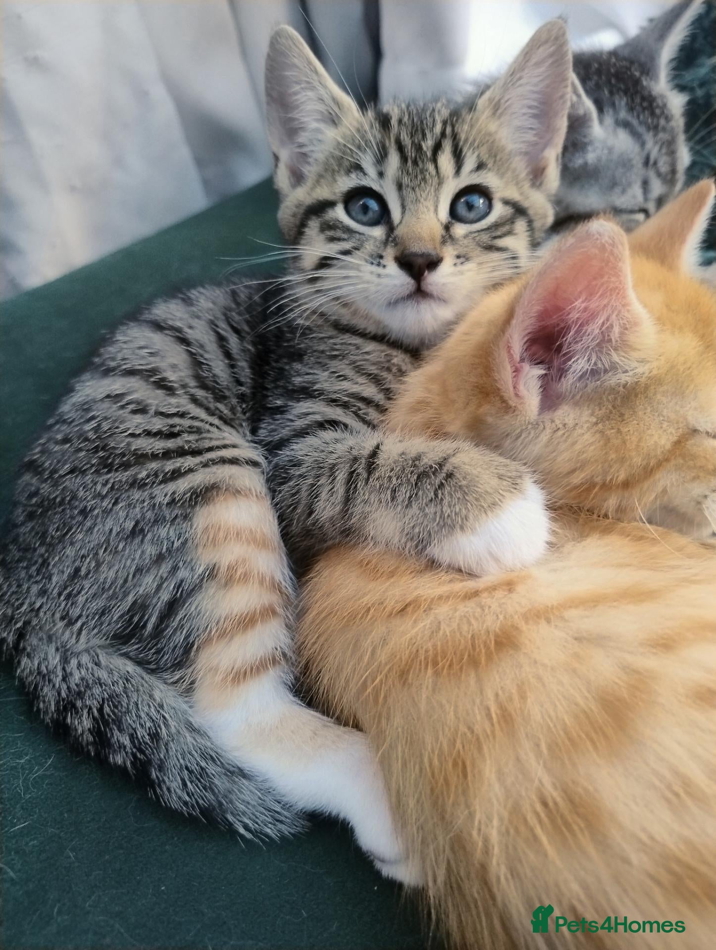Mixed Breed cats 2 stunning kittens left ready to leave in days.  - Advert 11