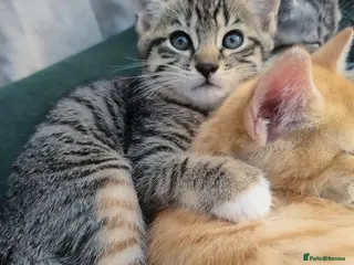 Mixed Breed cats 2 stunning kittens left ready to leave in days. - Advert 11