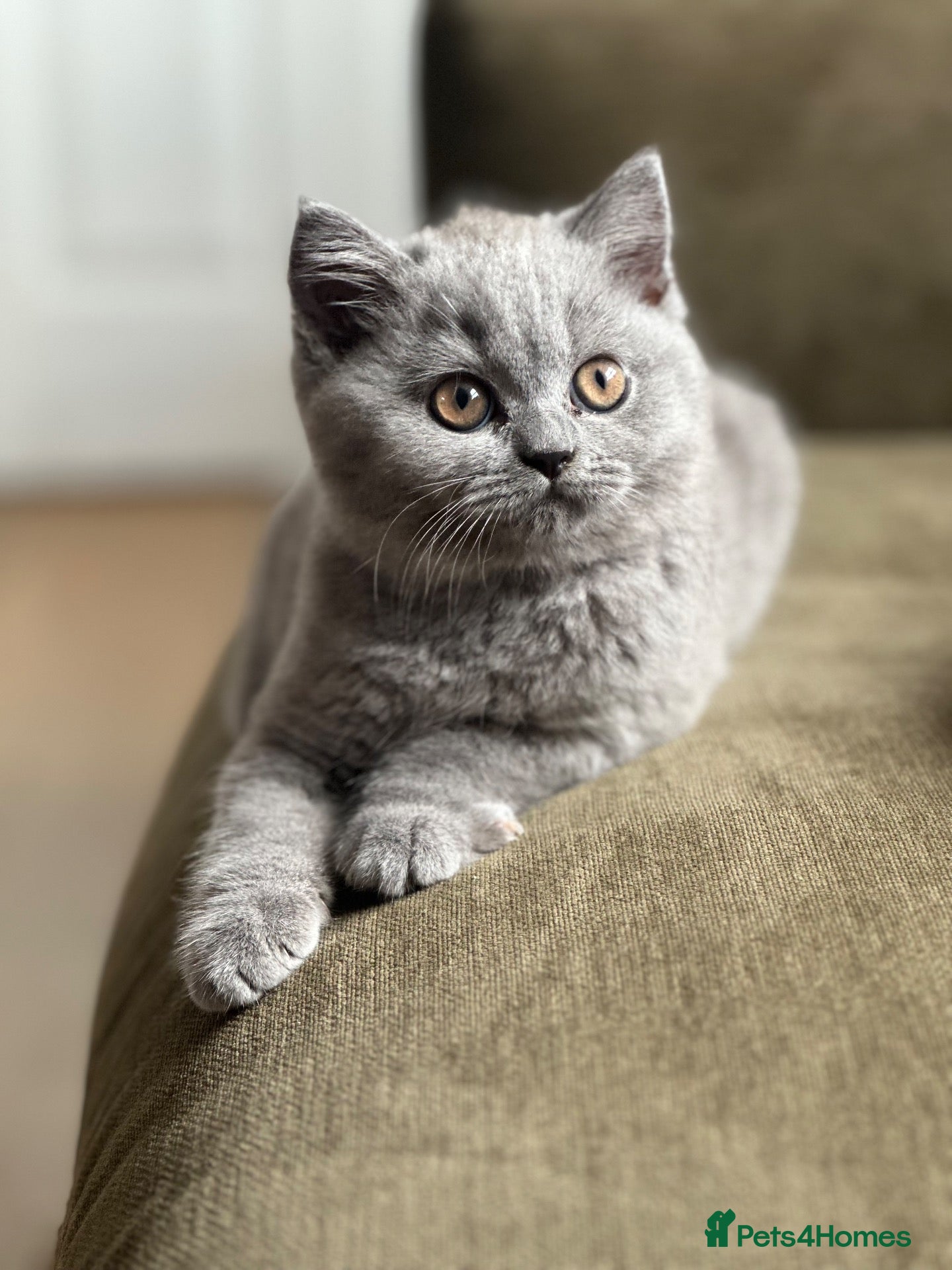 British Shorthair cats GCCF Registered British Shorthair Kittens  - Advert 2