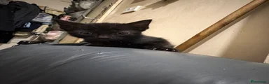 Domestic Shorthair 2