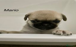 Pug dogs for sale: Pug Puppies  - Image 8
