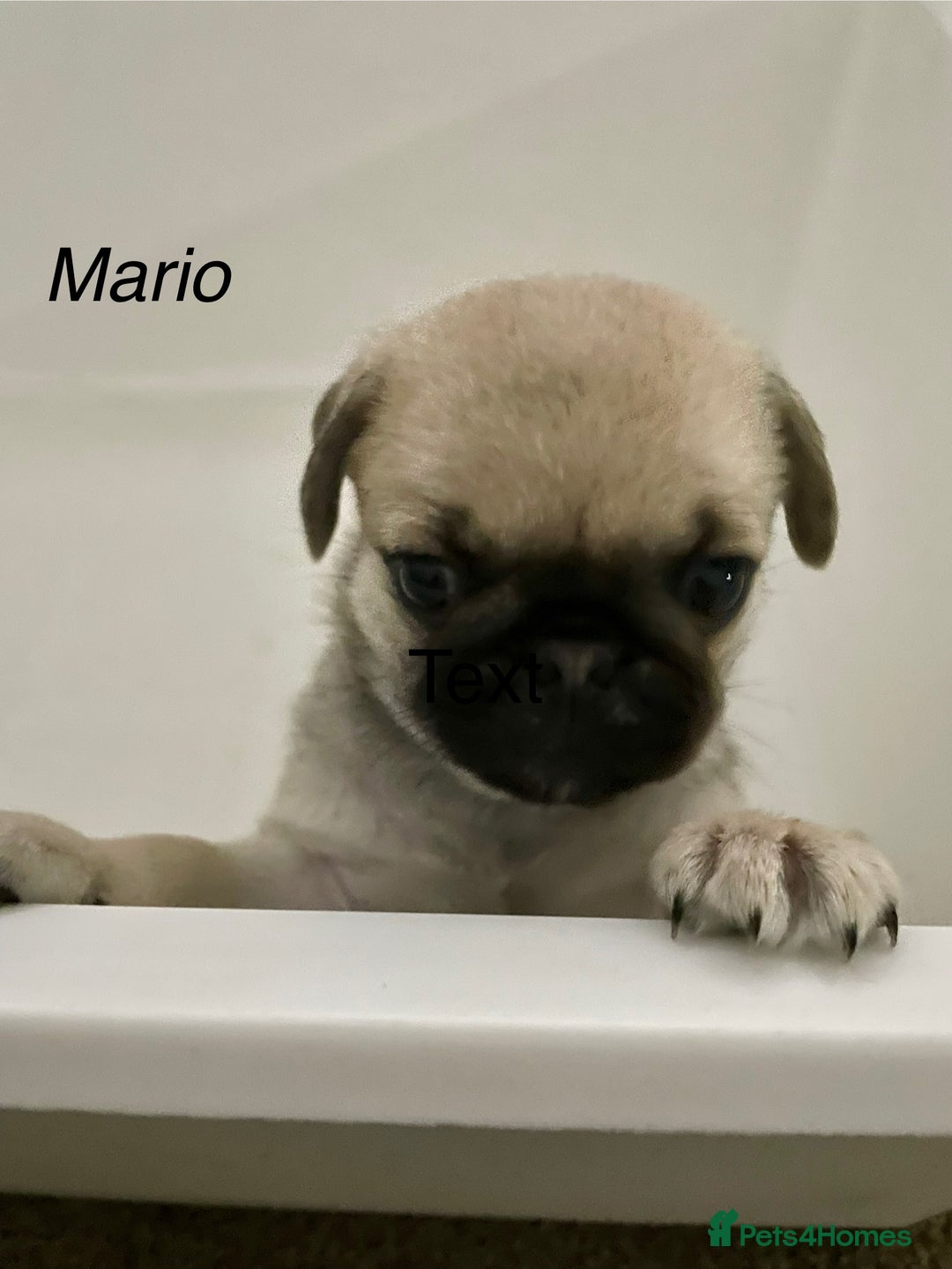 Pug dogs for sale: Pug Puppies  - Image 8