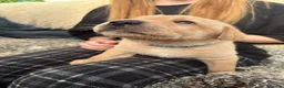 Labrador Retriever dogs for sale: Beautiful Labrador retriever puppies for sale - Advert 6
