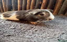 Guinea Pig rodents for sale: Baby Guinea Pigs - Image 6