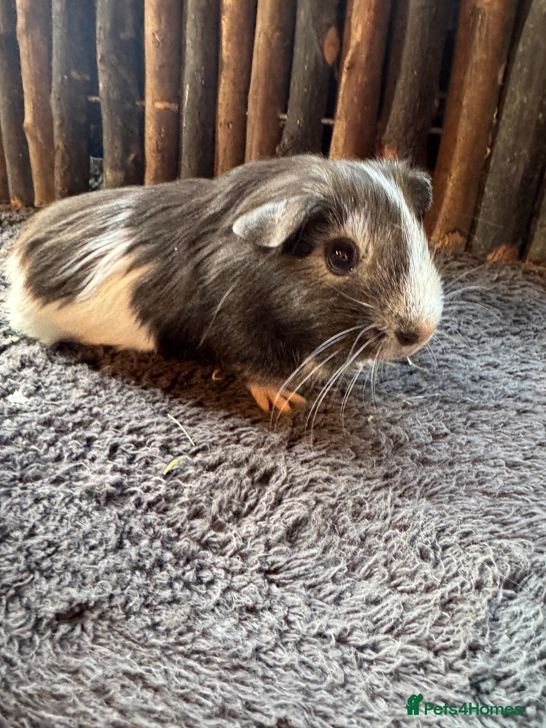 Guinea Pig rodents for sale: Baby Guinea Pigs - Image 6