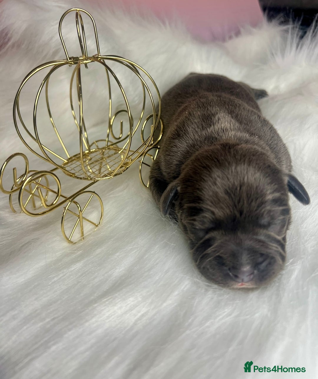 Staffordshire Bull Terrier dogs for sale: Champion Bloodline Blue Staffordshire BullTerriers - Advert 1