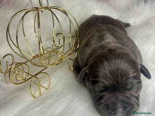 Staffordshire Bull Terrier dogs Champion Bloodline Blue Staffordshire BullTerriers - Advert 4