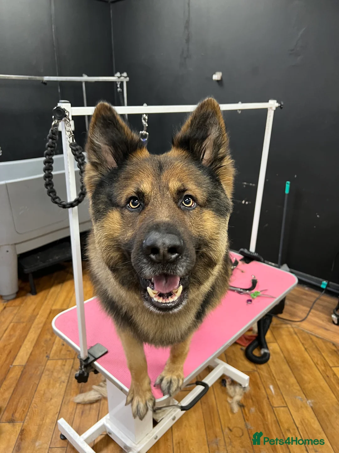 German Shepherd dogs for stud: Zeus available for Stud - Advert 8