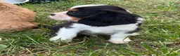 Cavalier King Charles Spaniel dogs for sale: Beautiful Cavalier Puppies Looking for Forever in Ashford - Advert 10