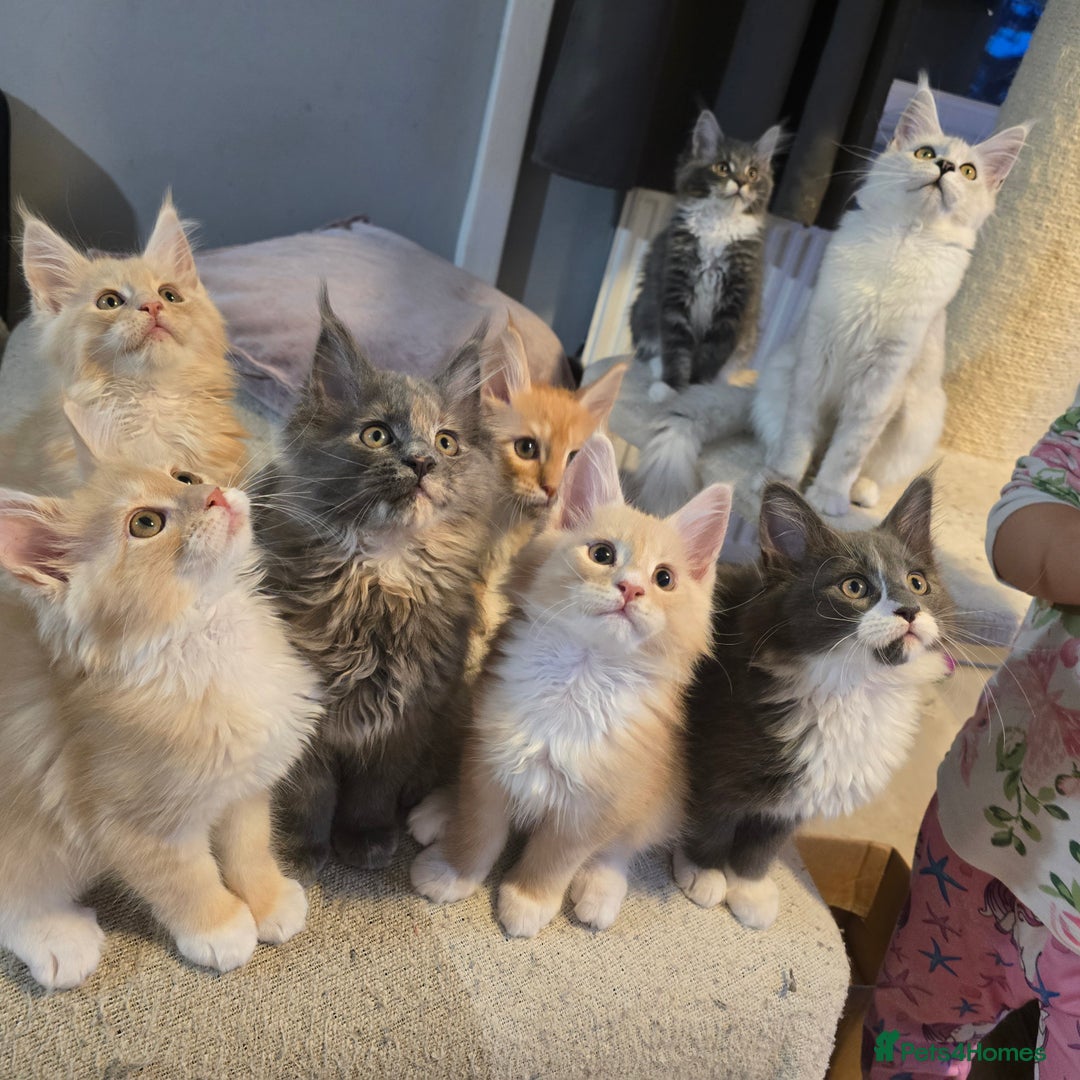 Maine Coon cats for sale: Ready now boys Mainecoon tica registered  - Image 16