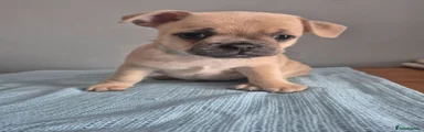 Mixed Breed 1