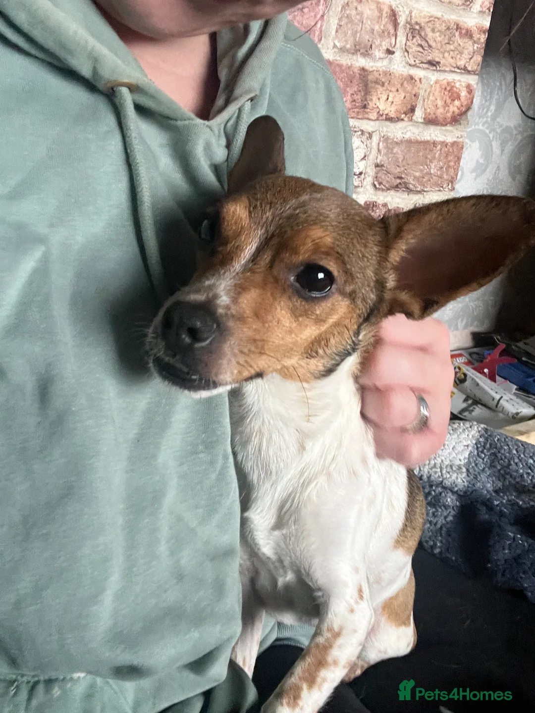 Jack Chi dogs for sale: 4 gorgeous Jack Chi pups  in Billingham - Advert 1