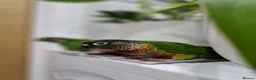 Conures birds for sale: Semi tame green cheek conure bird parrot - Advert 1
