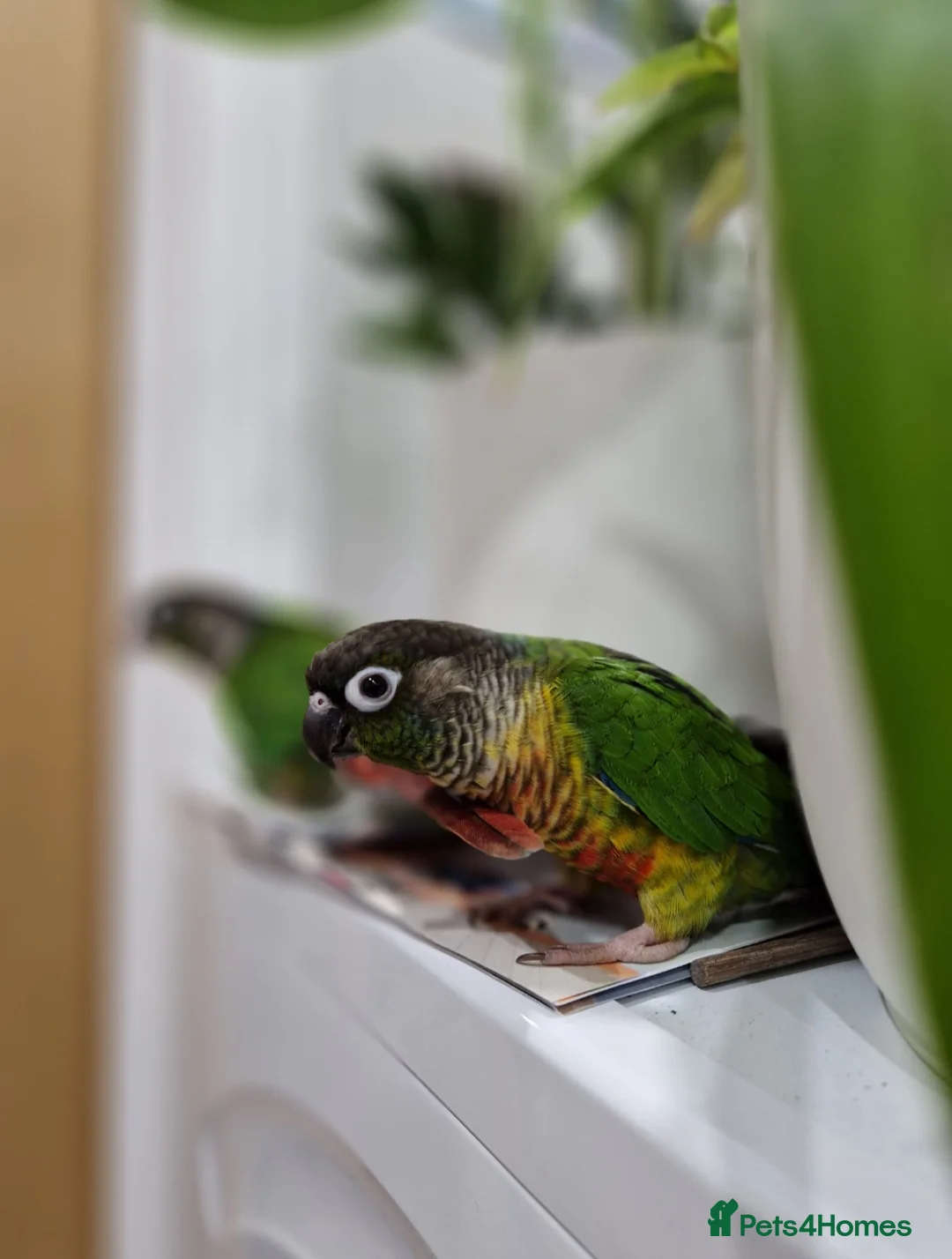 Conures birds for sale: Semi tame green cheek conure bird parrot - Advert 1